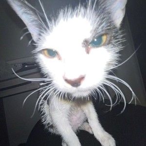 Meet your Posher, Nico